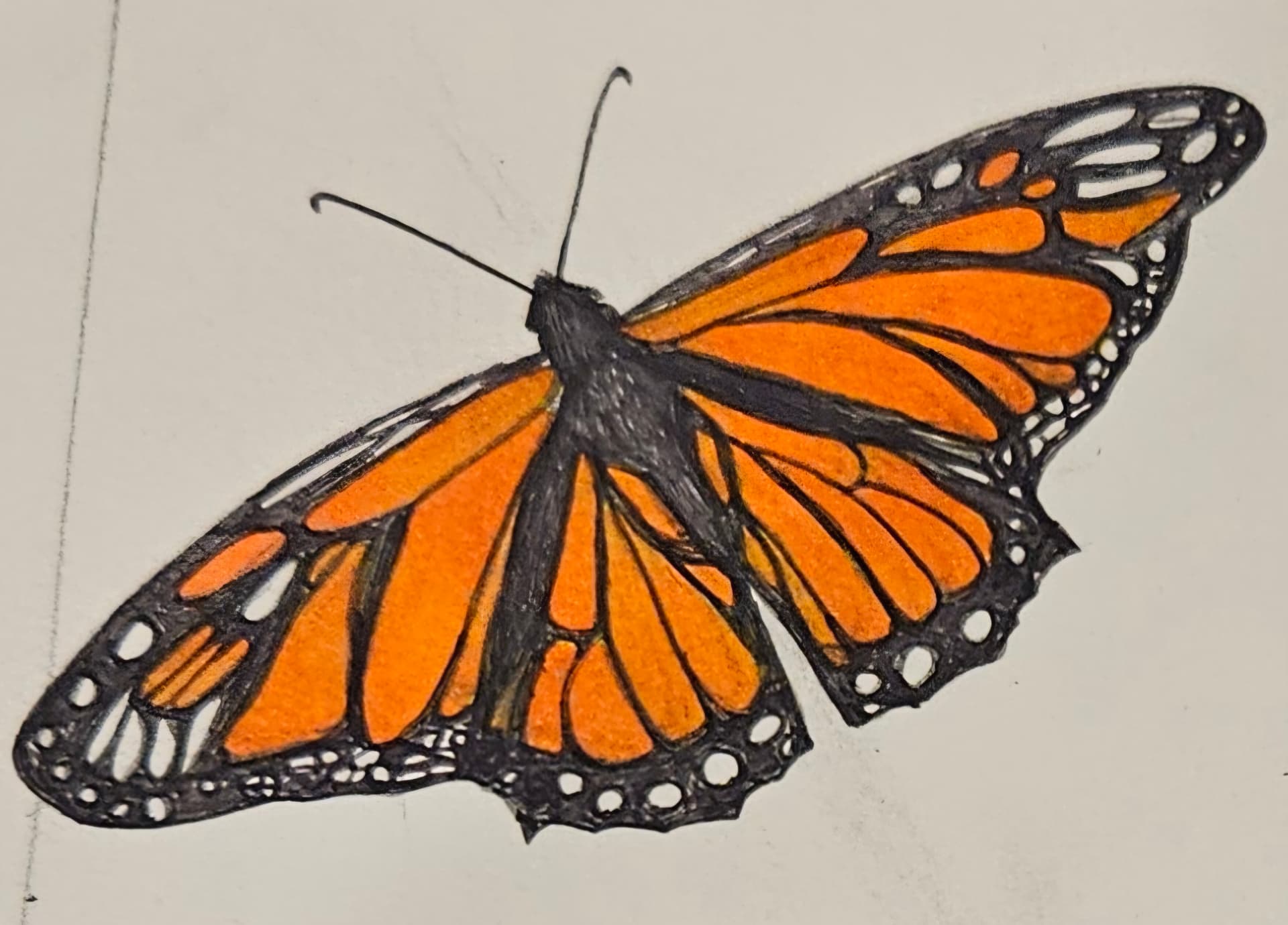 Monarch Butterfly Study